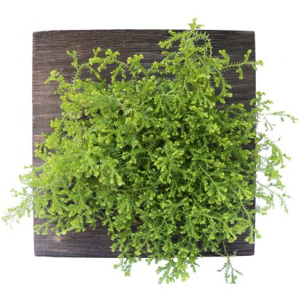 Fern Wall Garden - Mini Square Living Art