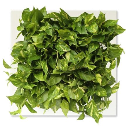 Living Wall Planter - Indoor Vertical Garden Art